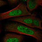 Immunofluorescent staining of human cell line U-2 OS shows localization to nuclear speckles.
