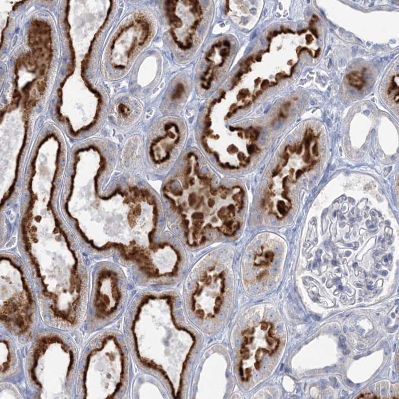 Anti-WDSUB1 Antibody