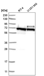 Anti-ABCE1 Antibody