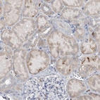 Anti-PRMT9 Antibody