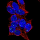 Immunofluorescent staining of human cell line HEK 293 shows localization to nucleoli fibrillar center.