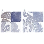 Immunohistochemical staining of human fallopian tube, lymph node, prostate and skin using Anti-SPATA18 antibody HPA036854 (A) shows similar protein distribution across tissues to independent antibody HPA036855 (B).