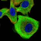 Immunofluorescent staining of human cell line A549 shows positivity in plasma membrane & cytoplasm.