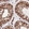Anti-RIF1 Antibody