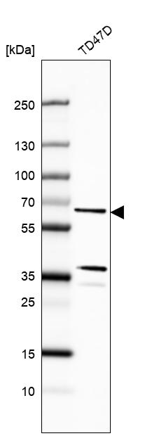 Anti-CWF19L1 Antibody