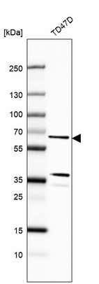 Anti-CWF19L1 Antibody