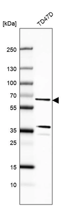 Anti-CWF19L1 Antibody