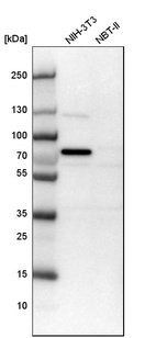 Western blot analysis in mouse cell line NIH-3T3 and rat cell line NBT-II.