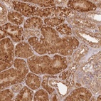 Anti-KIAA0232 Antibody
