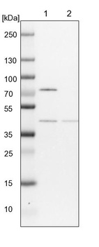 Lane 1: NIH-3T3 cell lysate (Mouse embryonic fibroblast cells)_br/_Lane 2: NBT-II cell lysate (Rat Wistar bladder tumour cells)