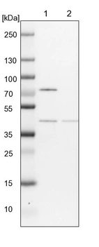 Lane 1: NIH-3T3 cell lysate (Mouse embryonic fibroblast cells)_br/_Lane 2: NBT-II cell lysate (Rat Wistar bladder tumour cells)