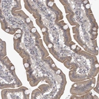 Immunohistochemical staining of human duodenum shows moderate cytoplasmic positivity in glandular cells.