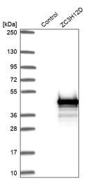Western blot analysis in control (vector only transfected HEK293T lysate) and ZC3H12D over-expression lysate (Co-expressed with a C-terminal myc-DDK tag (~3.1 kDa) in mammalian HEK293T cells, LY403981).