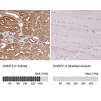 Anti-CNDP2 Antibody
