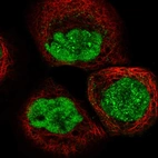 Immunofluorescent staining of human cell line A-431 shows localization to nucleoplasm & nucleoli fibrillar center.