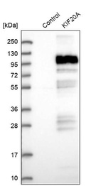 Western blot analysis in control (vector only transfected HEK293T lysate) and KIF20A over-expression lysate (Co-expressed with a C-terminal myc-DDK tag (~3.1 kDa) in mammalian HEK293T cells, LY401748).