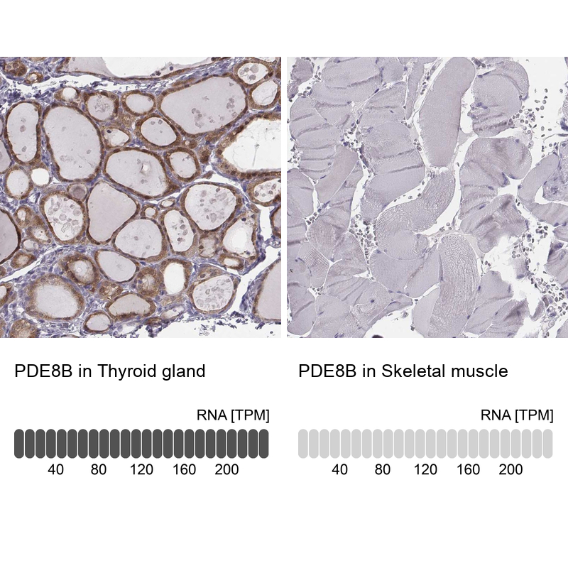 Anti-PDE8B Antibody
