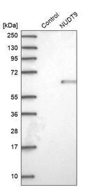Western blot analysis in control (vector only transfected HEK293T lysate) and NUDT9 over-expression lysate (Co-expressed with a C-terminal myc-DDK tag (~3.1 kDa) in mammalian HEK293T cells, LY405100).