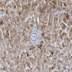 Anti-HMGCS1 Antibody