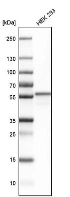 Western blot analysis in human cell line HEK 293.
