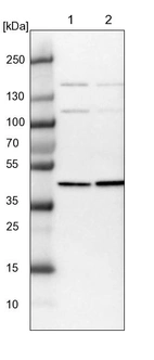 Lane 1: NIH-3T3 cell lysate (Mouse embryonic fibroblast cells)_br/_Lane 2: NBT-II cell lysate (Rat Wistar bladder tumour cells)
