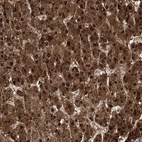 Anti-DNAJC13 Antibody