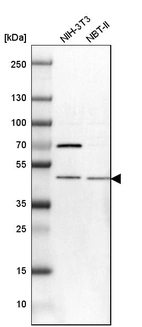 Western blot analysis in mouse cell line NIH-3T3 and rat cell line NBT-II.