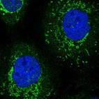 Immunofluorescent staining of human cell line A-431 shows positivity in mitochondria.