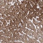 Immunohistochemical staining of human liver shows high expression.