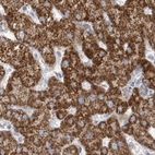 Immunohistochemical staining of human liver using Anti-PCCB antibody HPA036939.