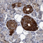 Immunohistochemical staining of human salivary gland using Anti-PCCB antibody HPA036939.