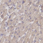 Immunohistochemical staining of human liver using Anti-CEP70 antibody HPA036941.