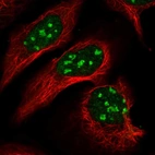 Immunofluorescent staining of human cell line U-2 OS shows localization to nucleus & nucleoli.
