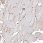 Immunohistochemical staining of human skeletal muscle shows no positivity in myocytes as expected.