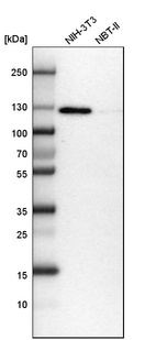 Western blot analysis in mouse cell line NIH-3T3 and rat cell line NBT-II.