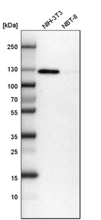 Western blot analysis in mouse cell line NIH-3T3 and rat cell line NBT-II.