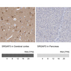 Anti-SRGAP3 Antibody