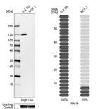 Western blot analysis in human cell lines U2OS and MCF-7 using Anti-RAI14 antibody. Corresponding RAI14 RNA-seq data are presented for the same cell lines. Loading control: Anti-GAPDH.