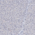 Immunohistochemical staining of human pancreas shows low expression as expected.