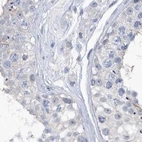 Immunohistochemical staining of human testis using Anti-SRGAP3 antibody HPA036959.