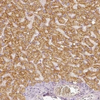 Immunohistochemical staining of human liver shows moderate granular cytoplasmic positivity in hepatocytes.