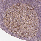 Immunohistochemical staining of human tonsil shows moderate granular cytoplasmic positivity in germinal center cells.