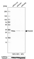 Anti-PGAM5 Antibody