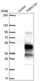 Anti-TMEM139 Antibody