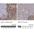 Anti-GRSF1 Antibody