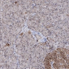 Immunohistochemical staining of human pancreas shows low expression as expected.