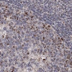 Immunohistochemical staining of human lymph node using Anti-GRSF1 antibody HPA036984.