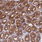 Immunohistochemical staining of human stomach shows moderate cytoplasmic and membranous positivity in glandular cells.