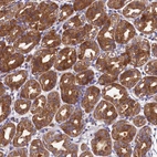 Immunohistochemical staining of human stomach shows moderate cytoplasmic and membranous positivity in glandular cells.