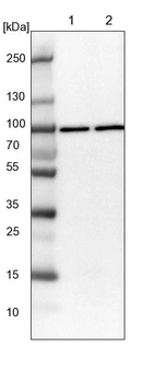 Lane 1: NIH-3T3 cell lysate (Mouse embryonic fibroblast cells)_br/_Lane 2: NBT-II cell lysate (Rat Wistar bladder tumour cells)